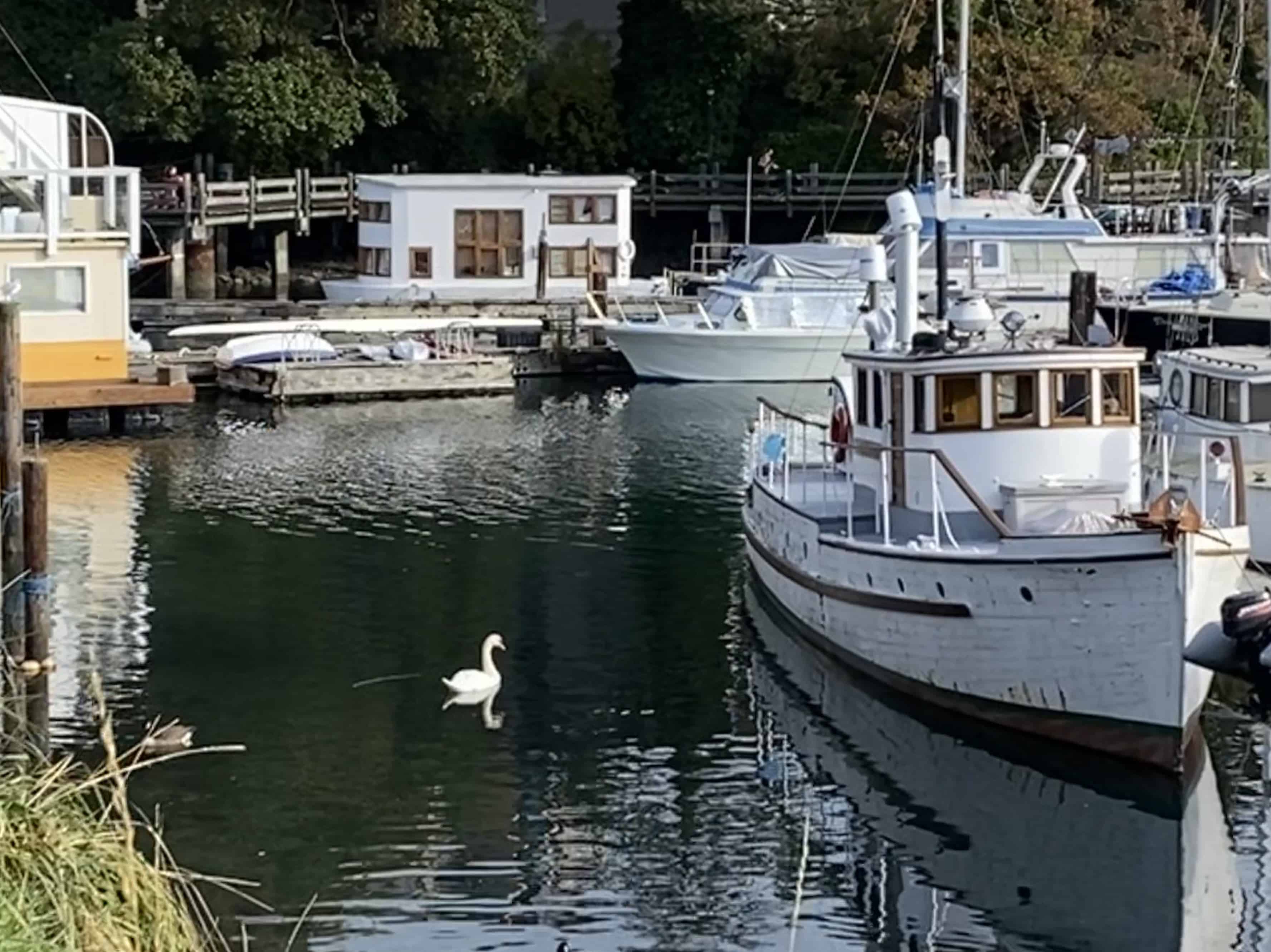 Captain Jacobsen Park often attracts swans like this one due to the calmness in the marina.