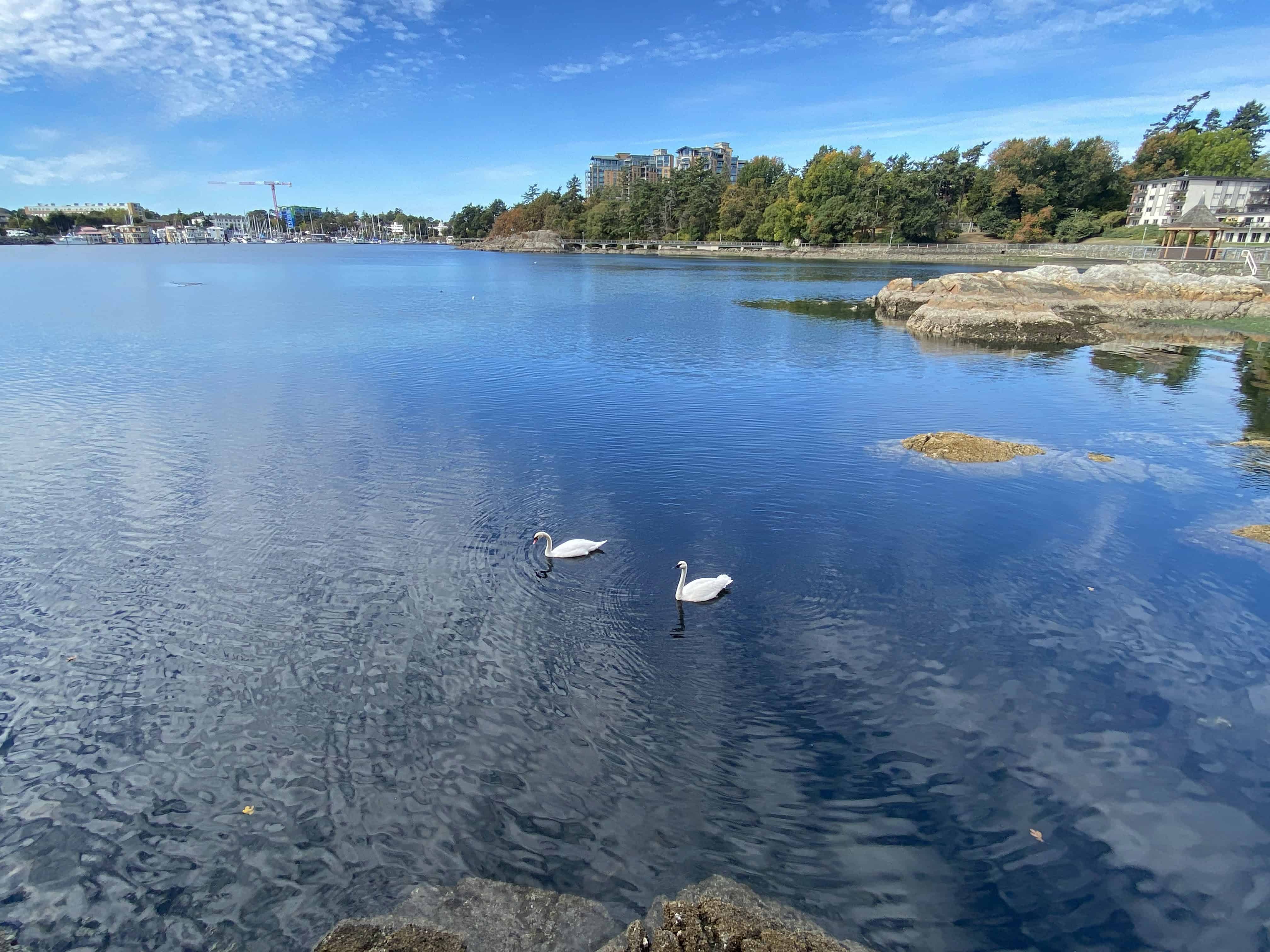 Two swans swimming in the harbour as seen from the walkway