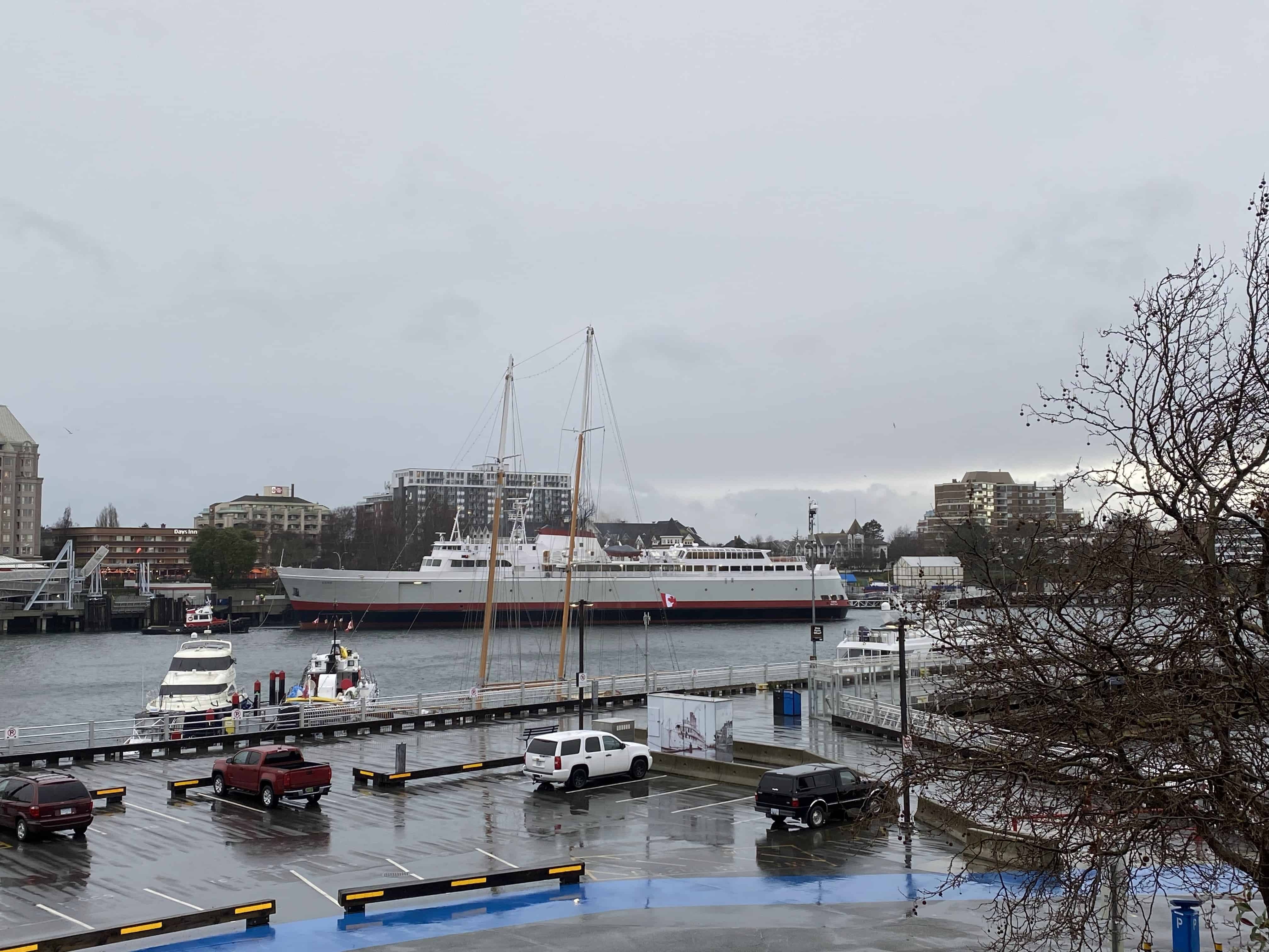 Coho in Victoria harbour