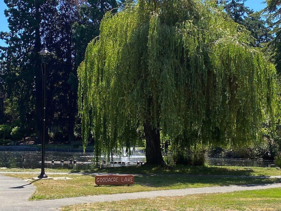 A different view of Goodacre Lake (and sign) at Beacon Hill Park
