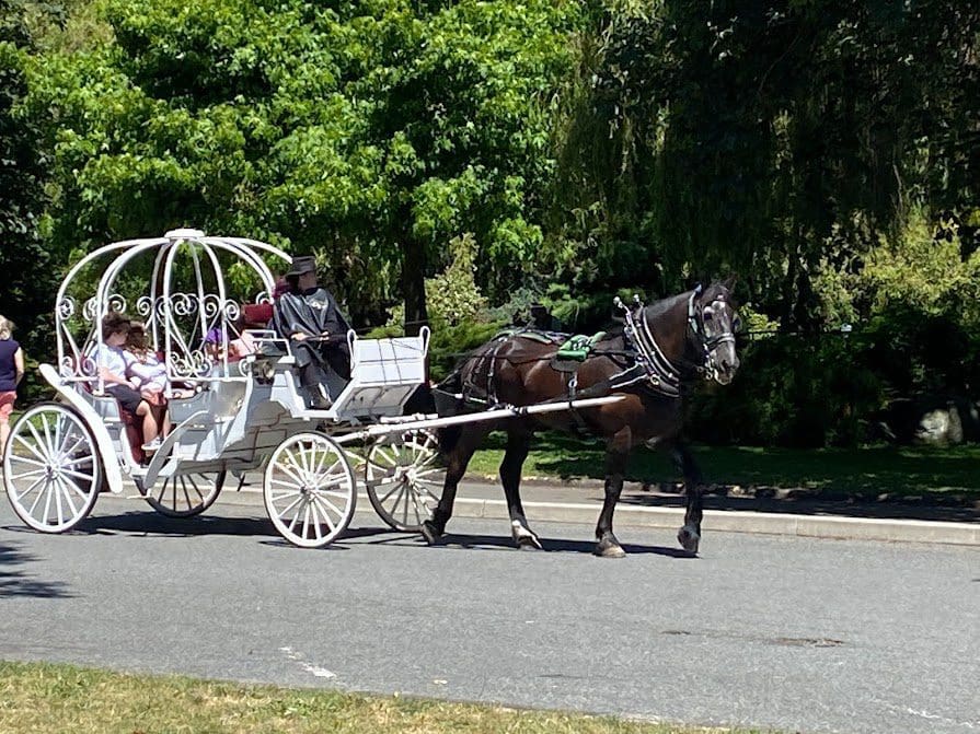 Horse Drawn Carriage is one of the options for a tour of part of Beacon Hill Park