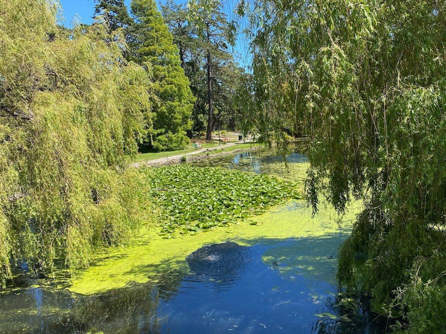 This picture was taken from the Stone Bridge in summer, showing algae and Lily Pads on Goodacre Lake.