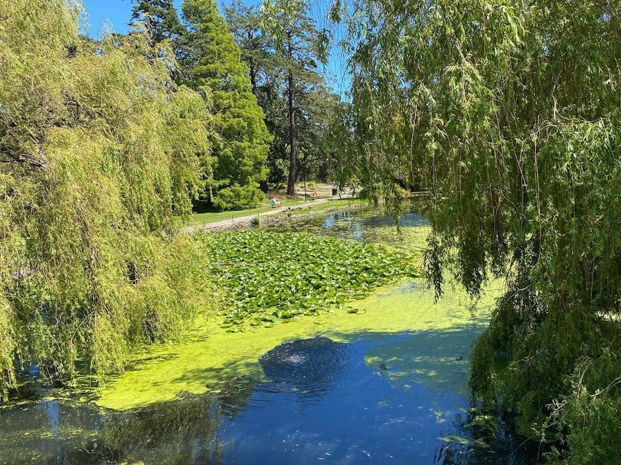 This picture was taken from the Stone Bridge in summer, showing algae and Lily Pads on Goodacre Lake.