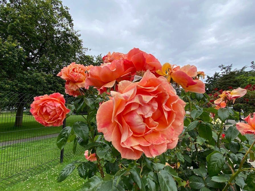 Orange roses in Beacon Hill Park