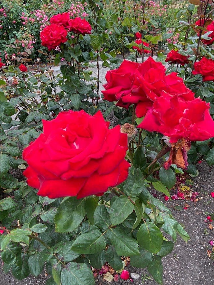 Red roses in the Rose Garden at Beacon Hill Park