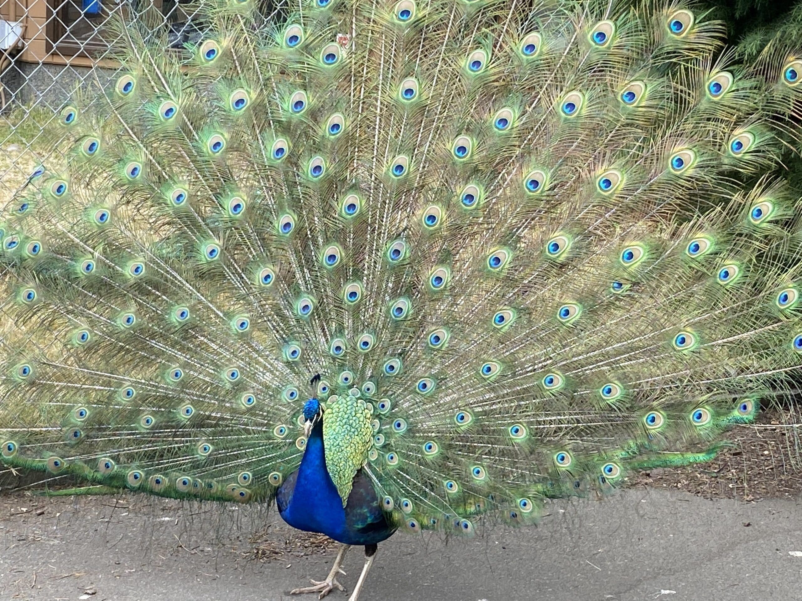 This beautiful peacock with colorful plumage fanned out is one of the reasons people consider Beacon Hill Park to be one of the best parks in Victoria