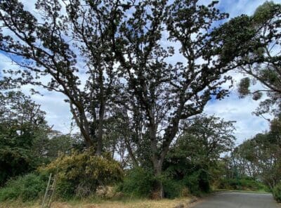 Victoria BC Outdoors Hiking, Cycling, Walking