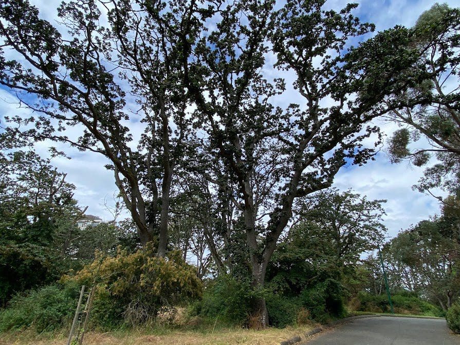Garry Oak Tree in Victoria BC