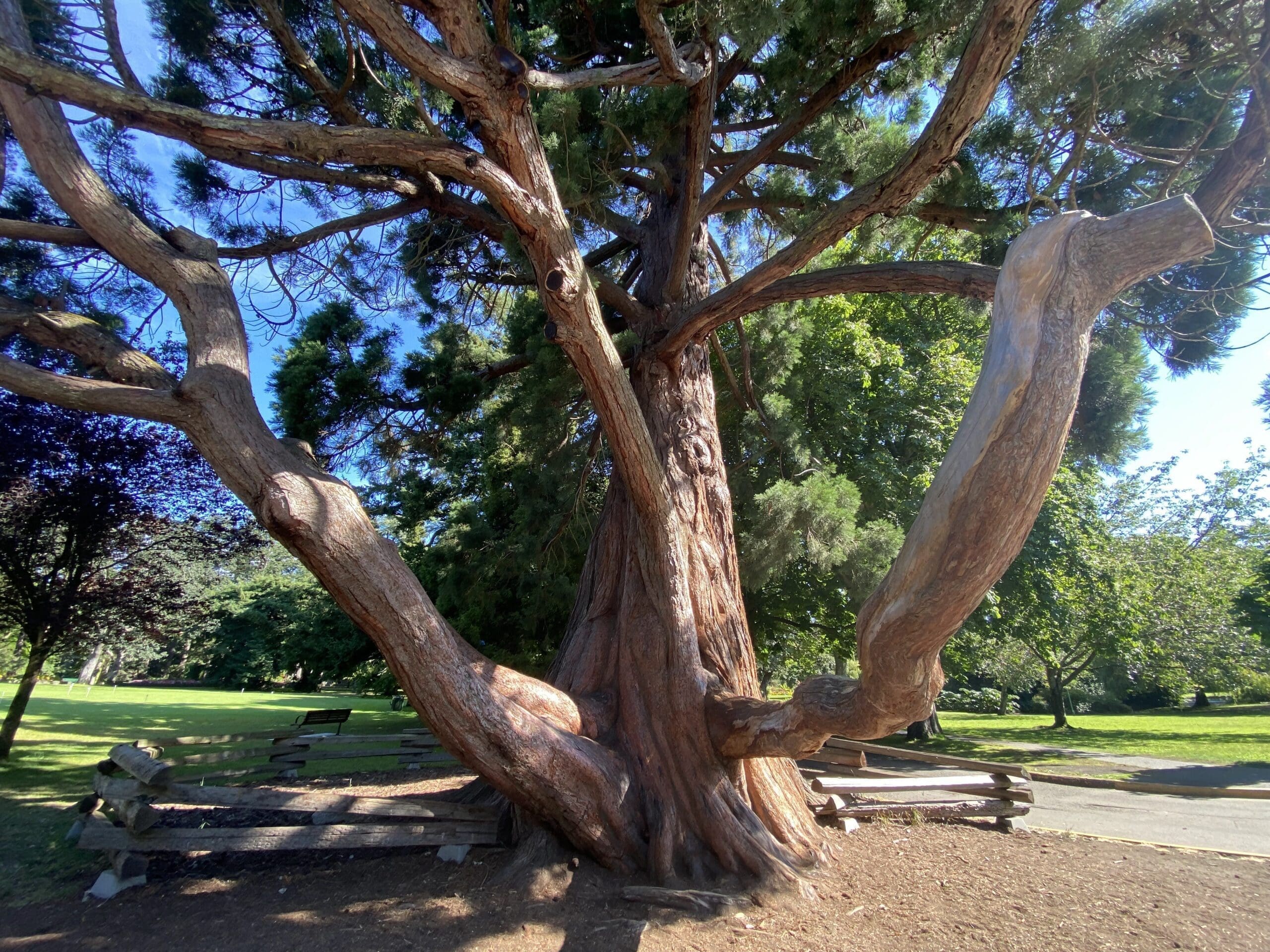 The beautiful Sequoia Tree at Beacon Hill Park, one of the best parks in Victoria