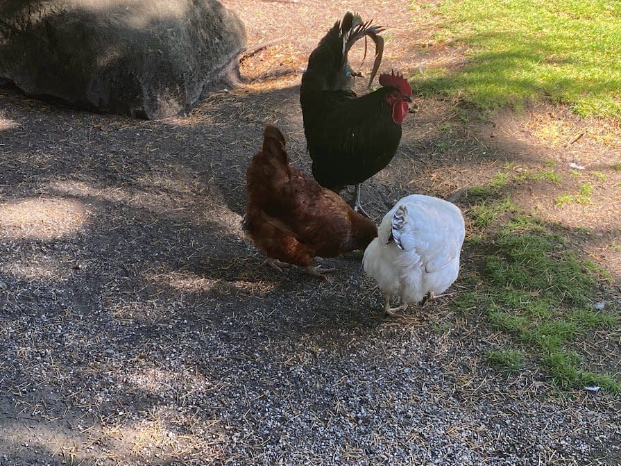 Roosters and chickens at Beacon Hill Farm