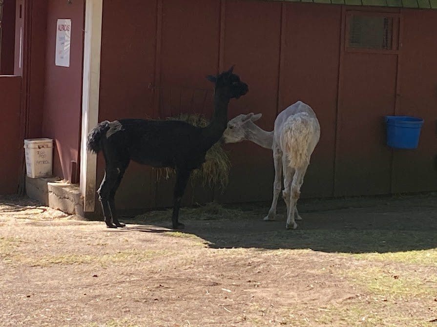 Alpacas at the Petting Zoo and Farm in Victoria BC