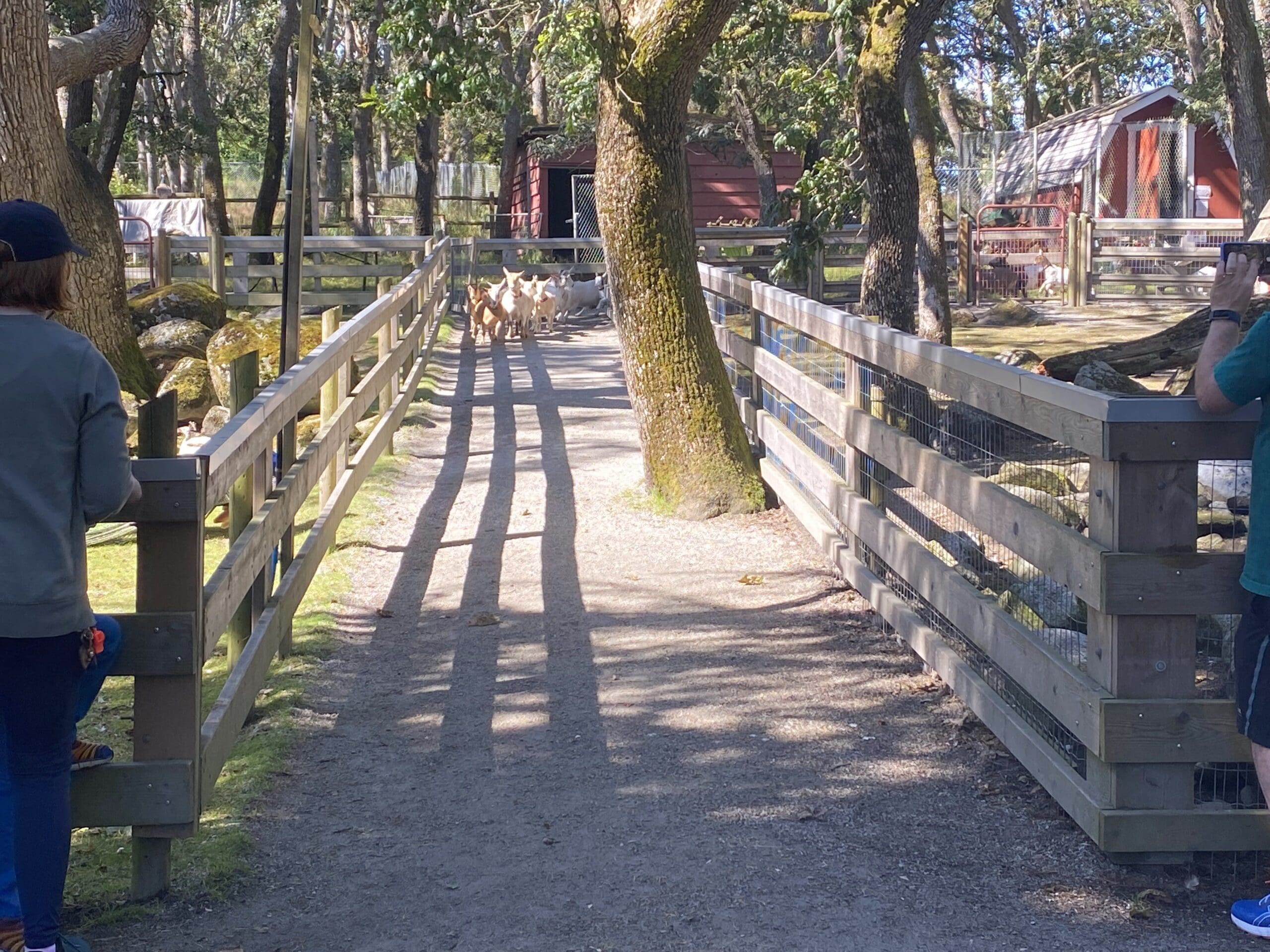 The beginning of the Goat Stampede, you can see them just in the distance!