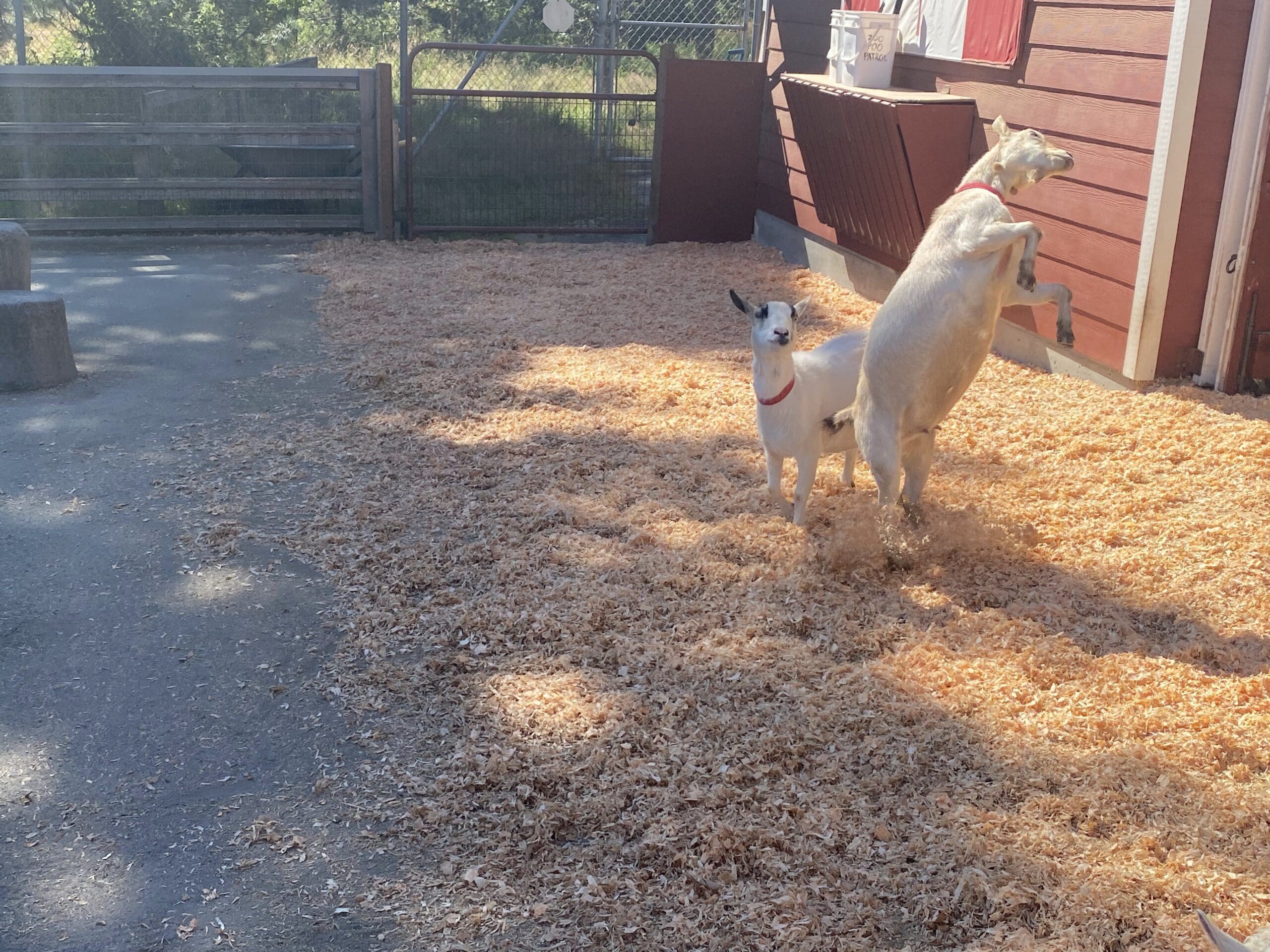 Feeling a bit playful, this goat is up on hind legs while another watches.
