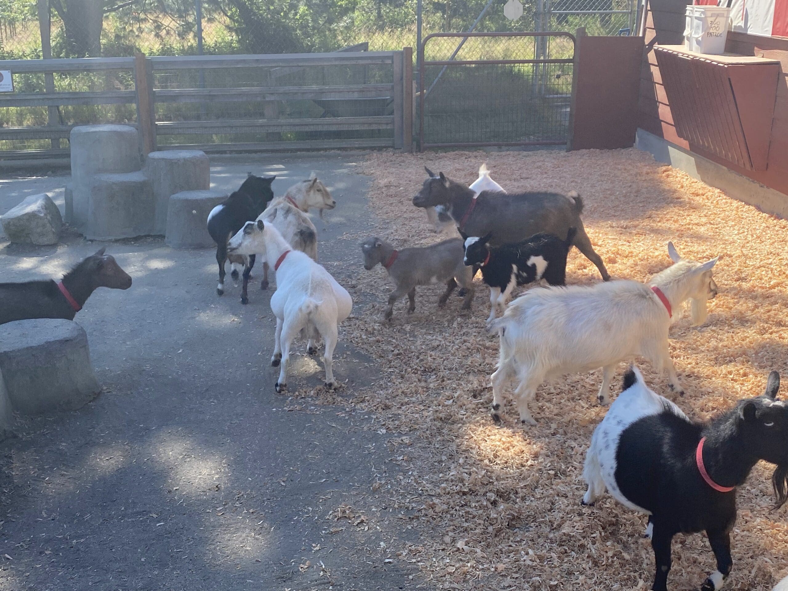 At the Beacon Hill Petting Zoo in Victoria BC, these goats are getting ready for the children to be let in.