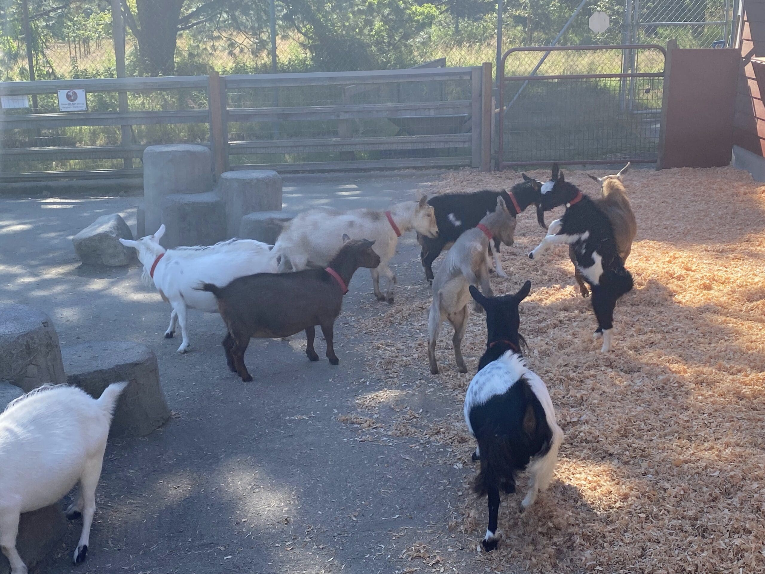 After the stampede, the goats are in the enclosure waiting for the petting to begin.
