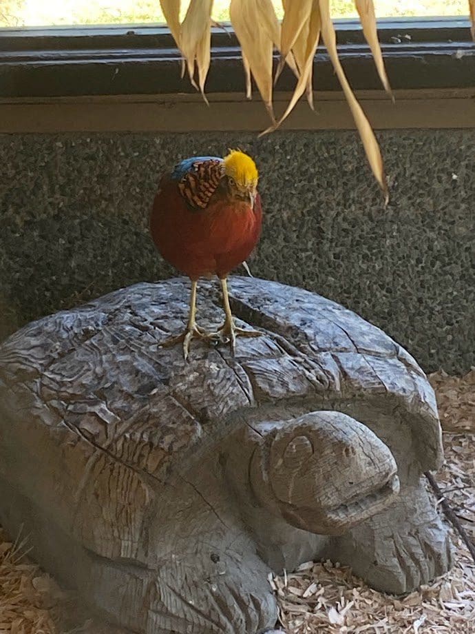 Beautiful brightly coloured orange bird at Beacon Hill Farm