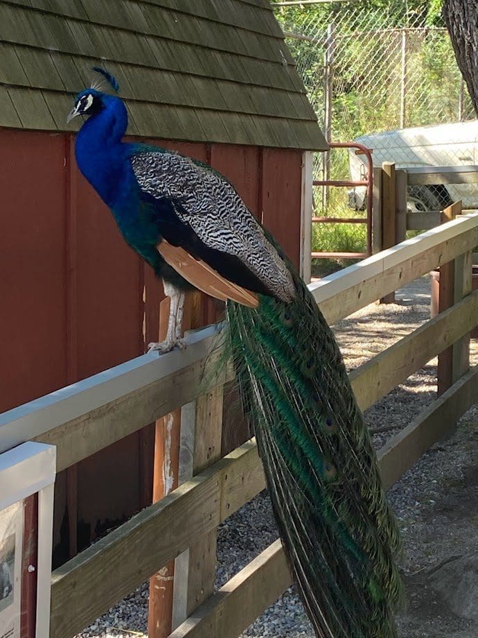 Beautiful peacock sitting on the fence at Beacon Hill Park.  He seems to be posing for the picture.
