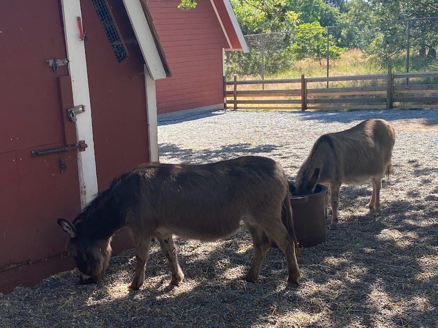 Miniature donkeys at Beacon Hill Farm
