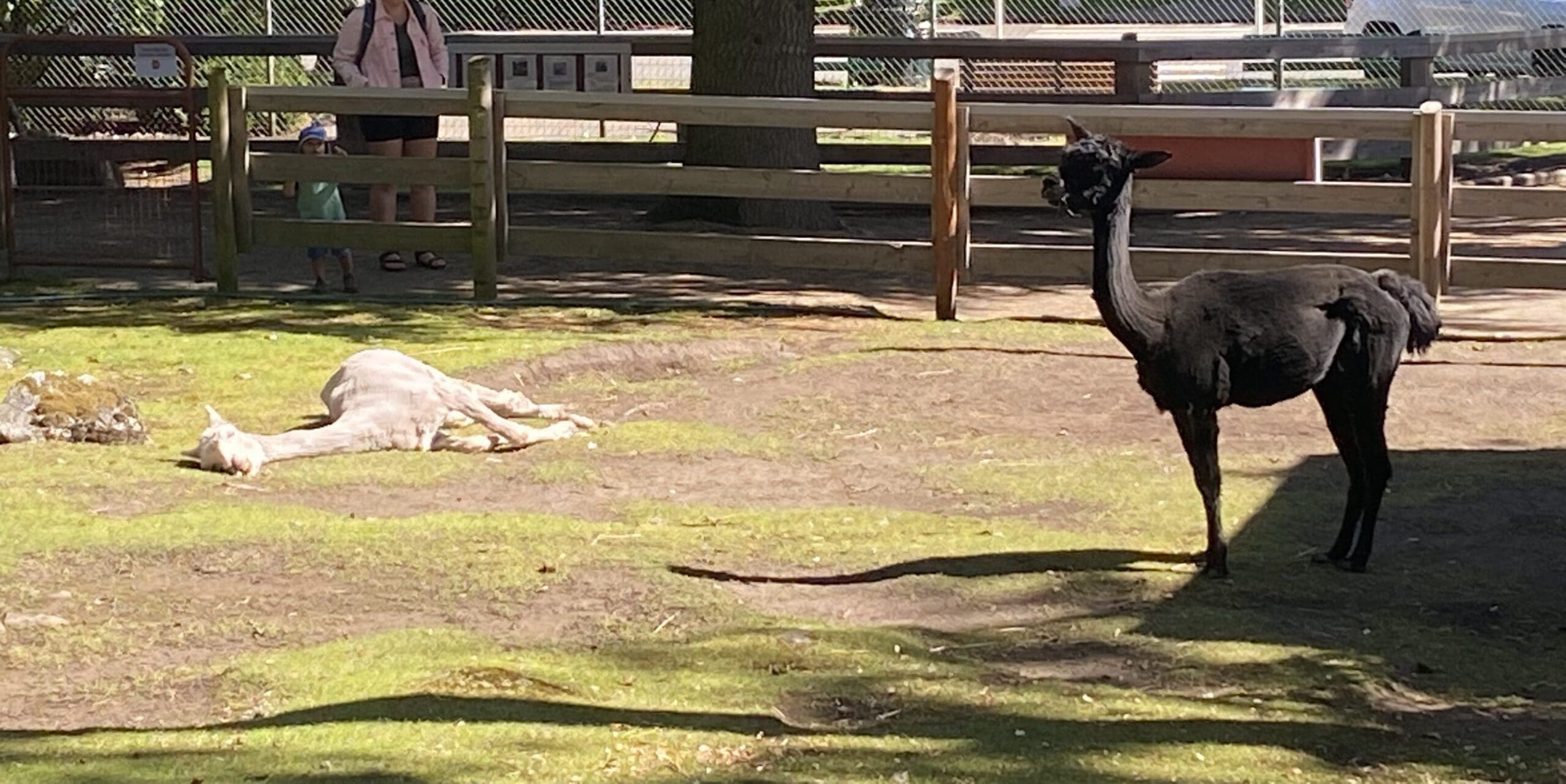 Alpacas at the Children's Farm