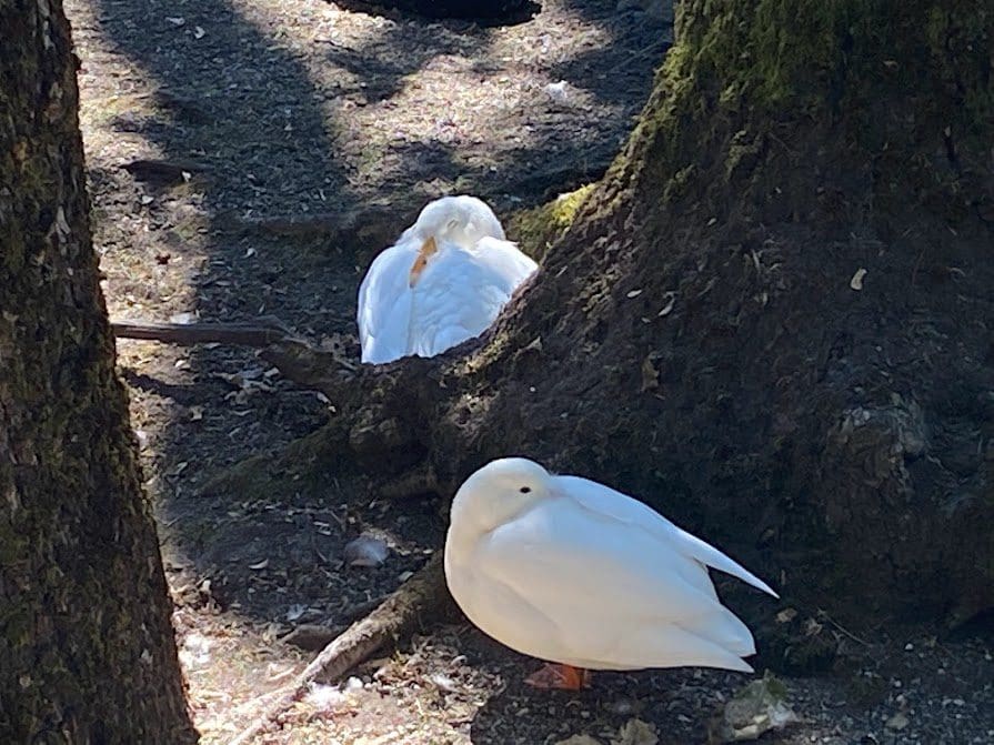 More ducks on the farm