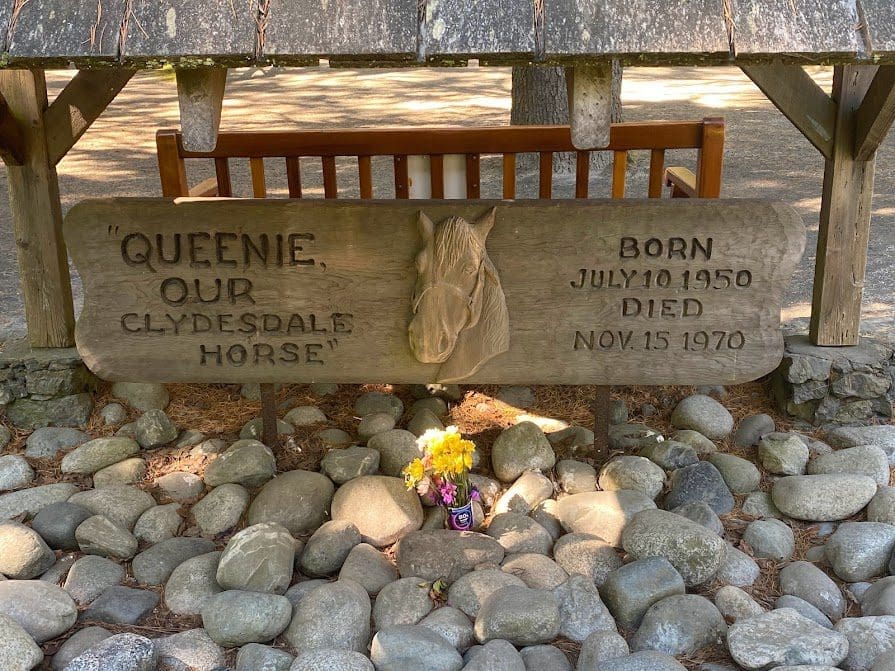 Remembering Queenie, Our Clydesdale House  Born July 10, 1950, died Nov 15, 1970