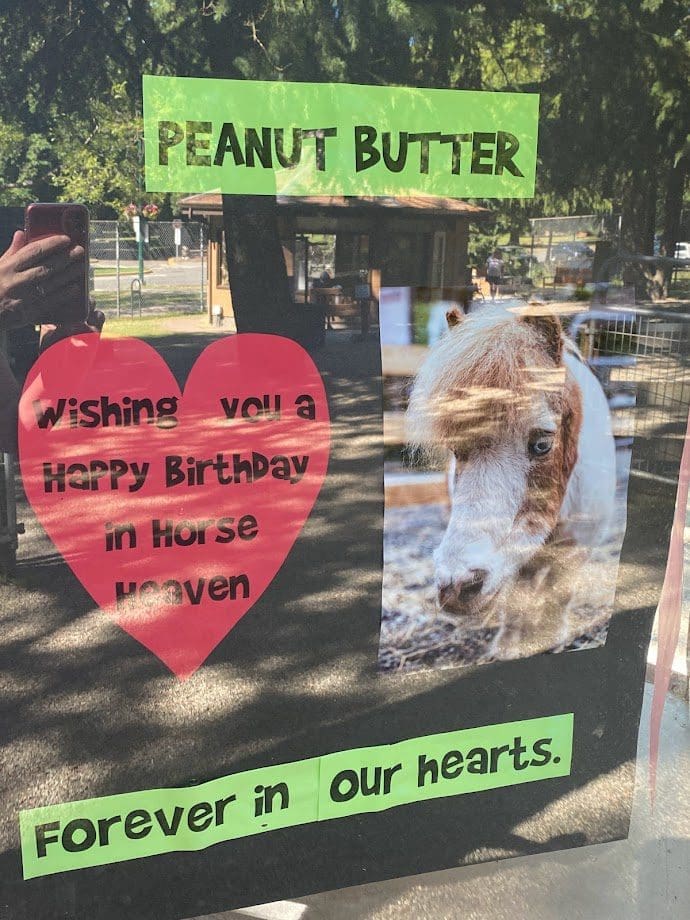 Remembering Peanut Butter the miniature horse.  The sign says "Peanut Butter, Wishing you a Happy Birthday in Horse Heaven" with a lovely picture of Peanut Butter. 