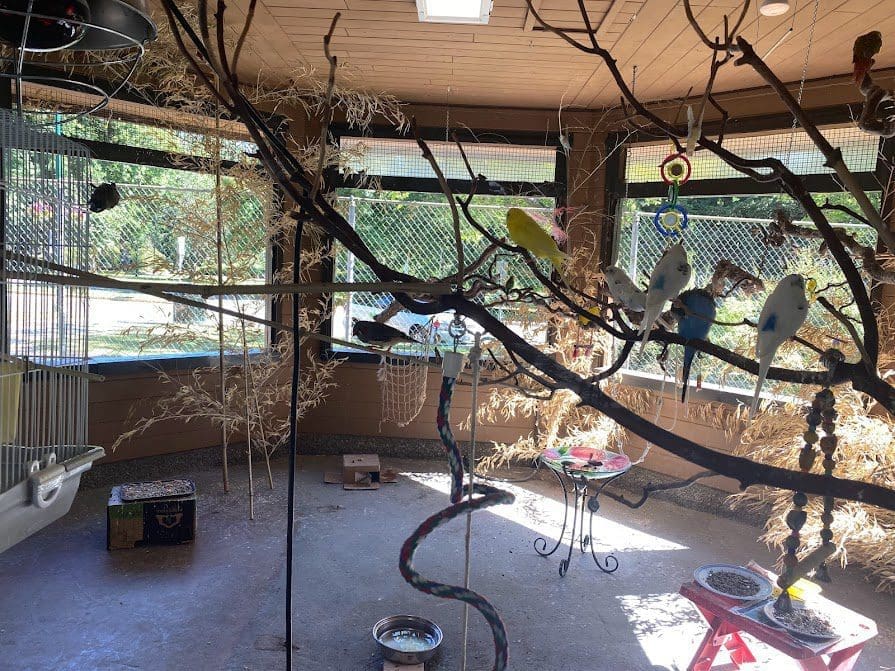 Brightly coloured Budgies in the aviary