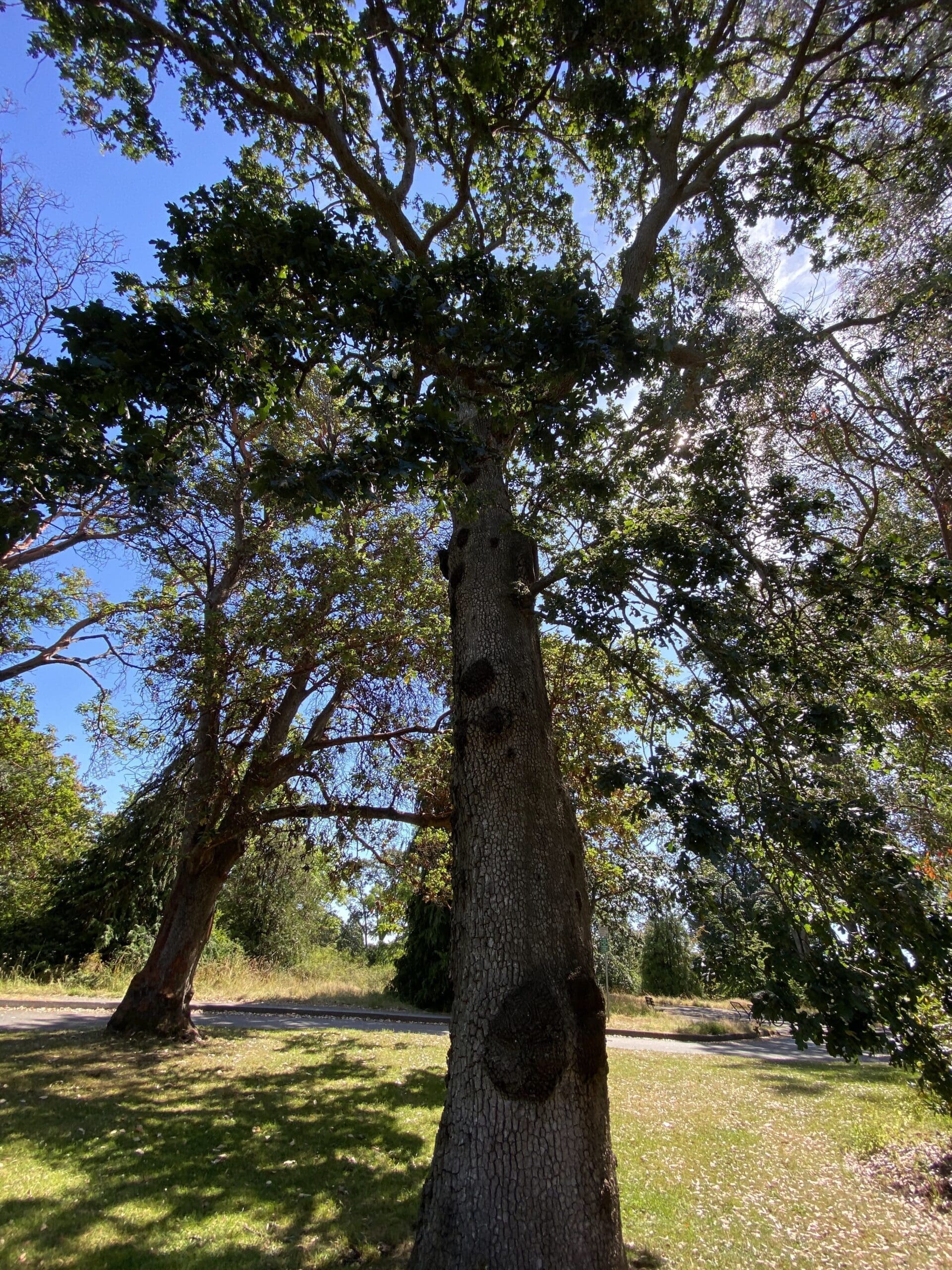 A huge Garry Oak Tree, part of the endangered and protected species in the City of Victoria at Beacon Hill Park.