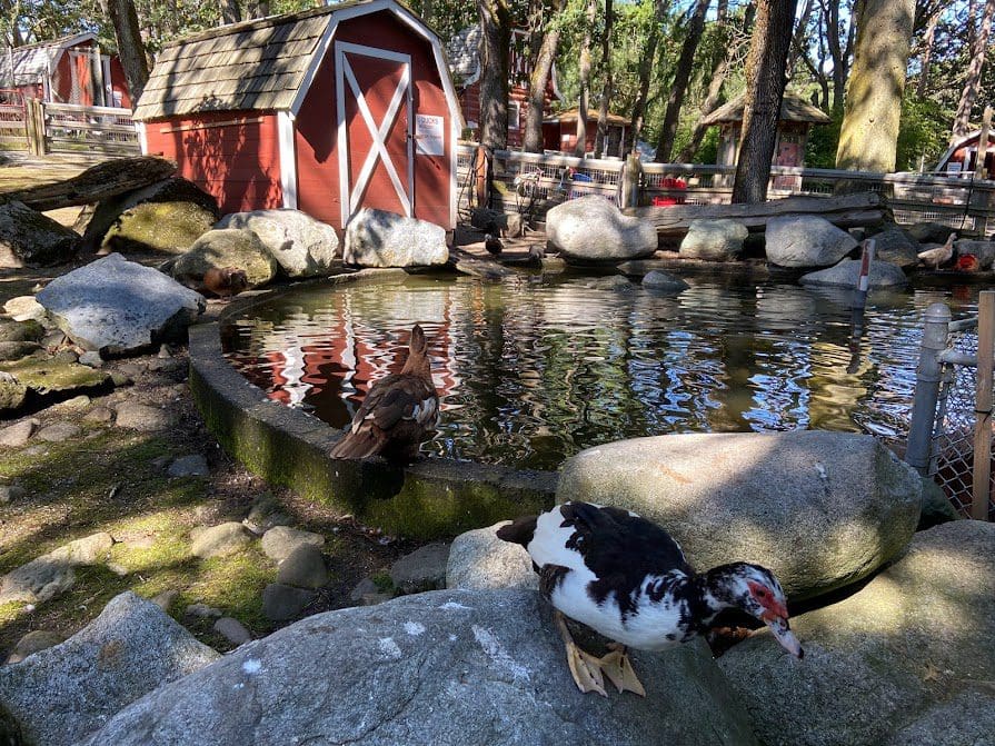 Birds at the pond at Beacon Hill Farm