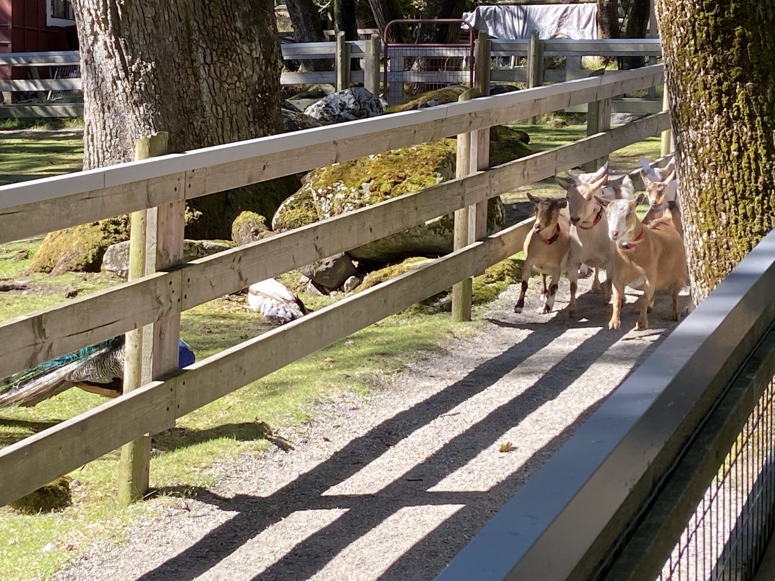 A little further on in the goat stampede, they're gaining some speed now!
