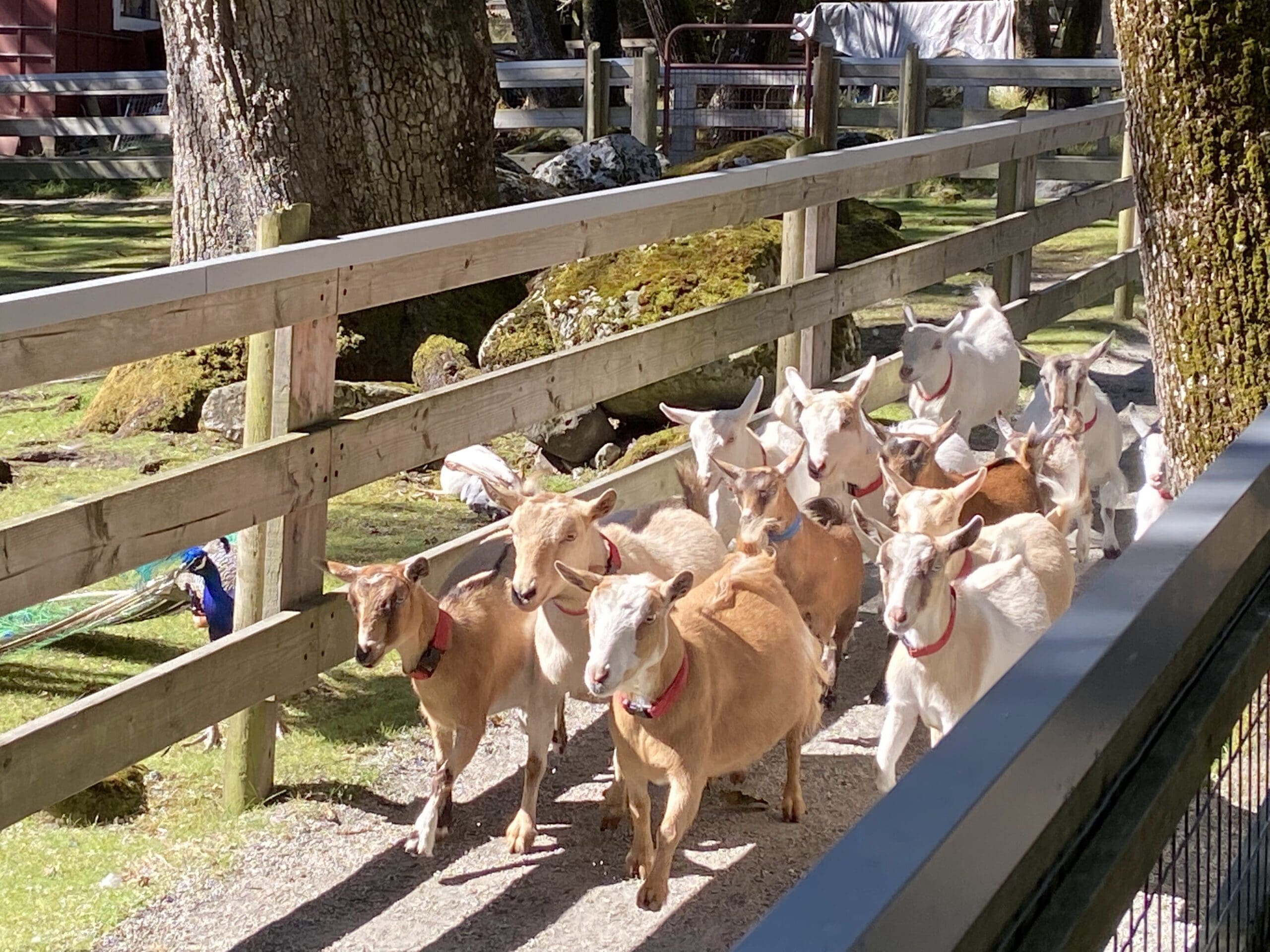 So many goats, they're running faster now as people clap and cheer the on!