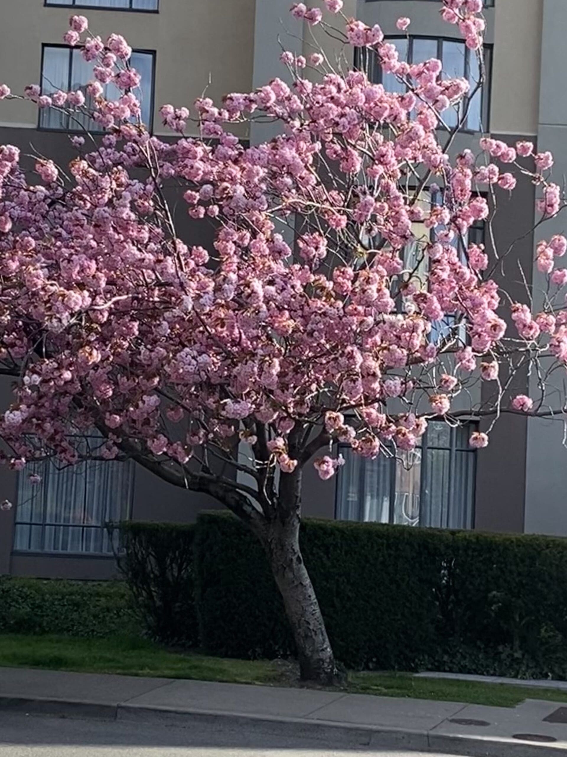 Viewing Cherry Blossoms in Victoria BC