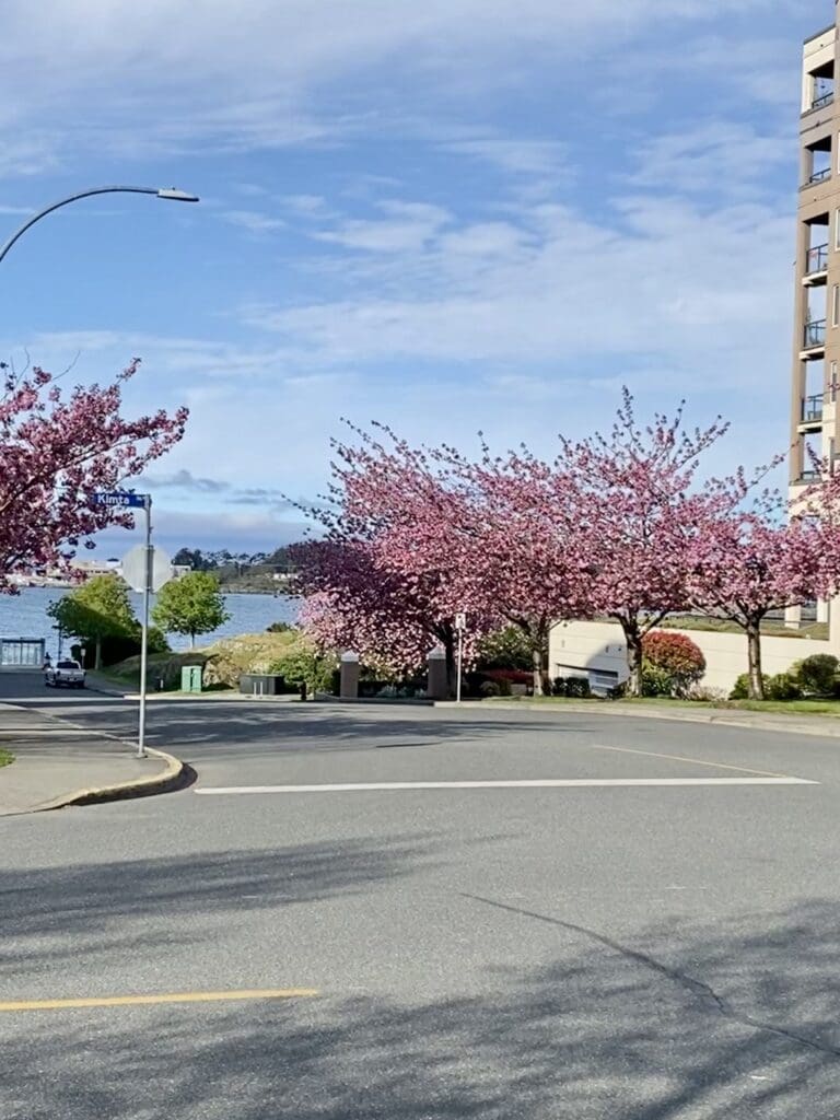 Viewing Cherry Blossoms in Victoria BC