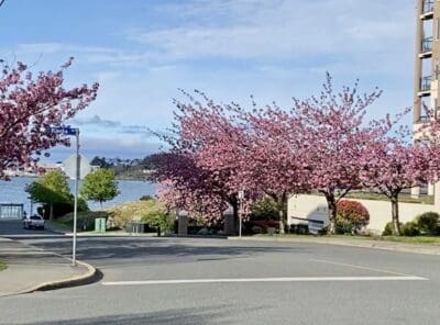 Viewing Cherry Blossoms in Victoria BC