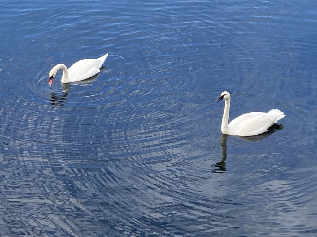 Enjoying the marine life, wildlife is something you can do for free while in Victoria.  Birds and wildlife are worth watching for while on your strolls along the harbour especially.