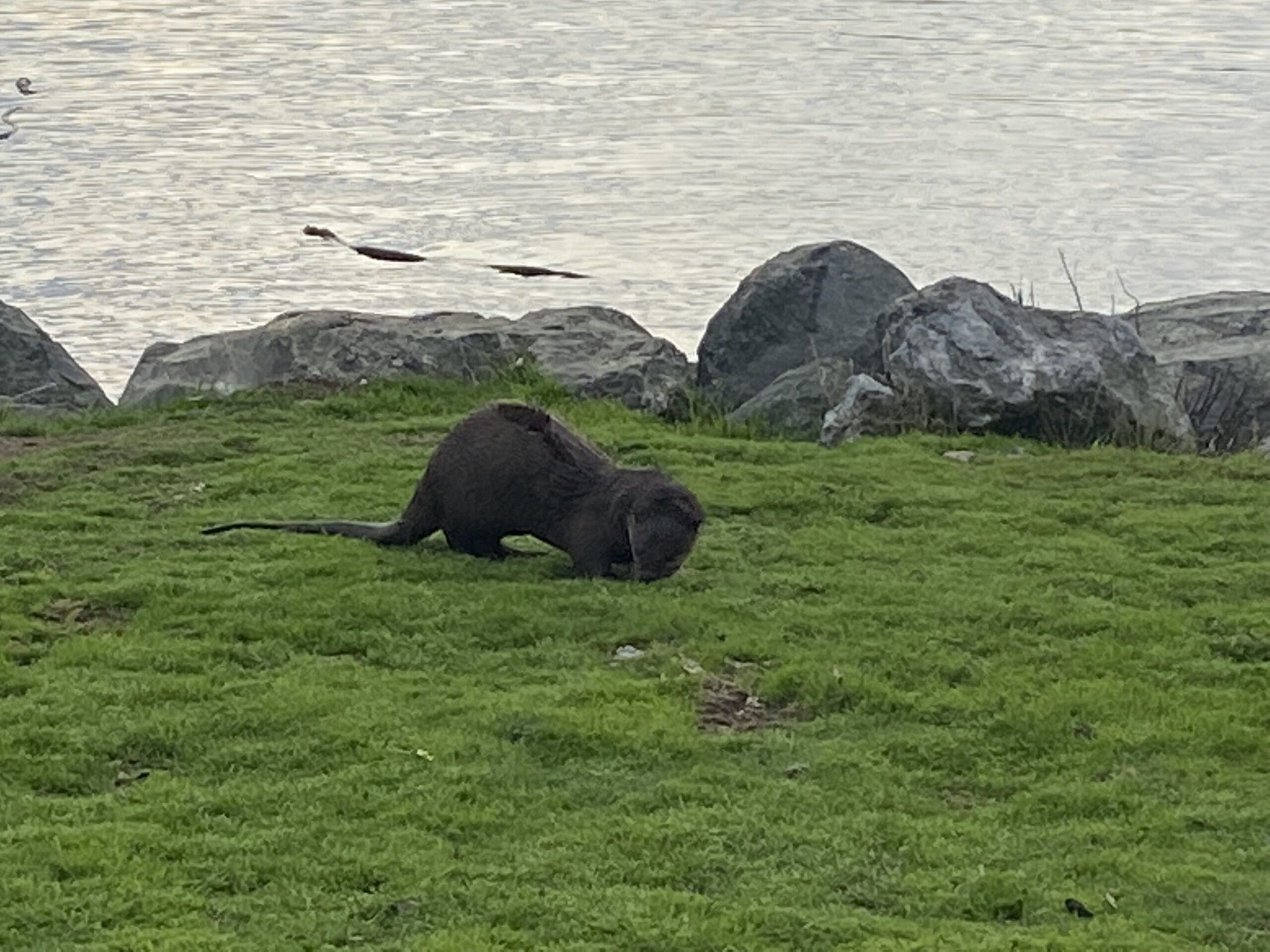 At otter spotted while walking along Westsong Walkway in Victoria.