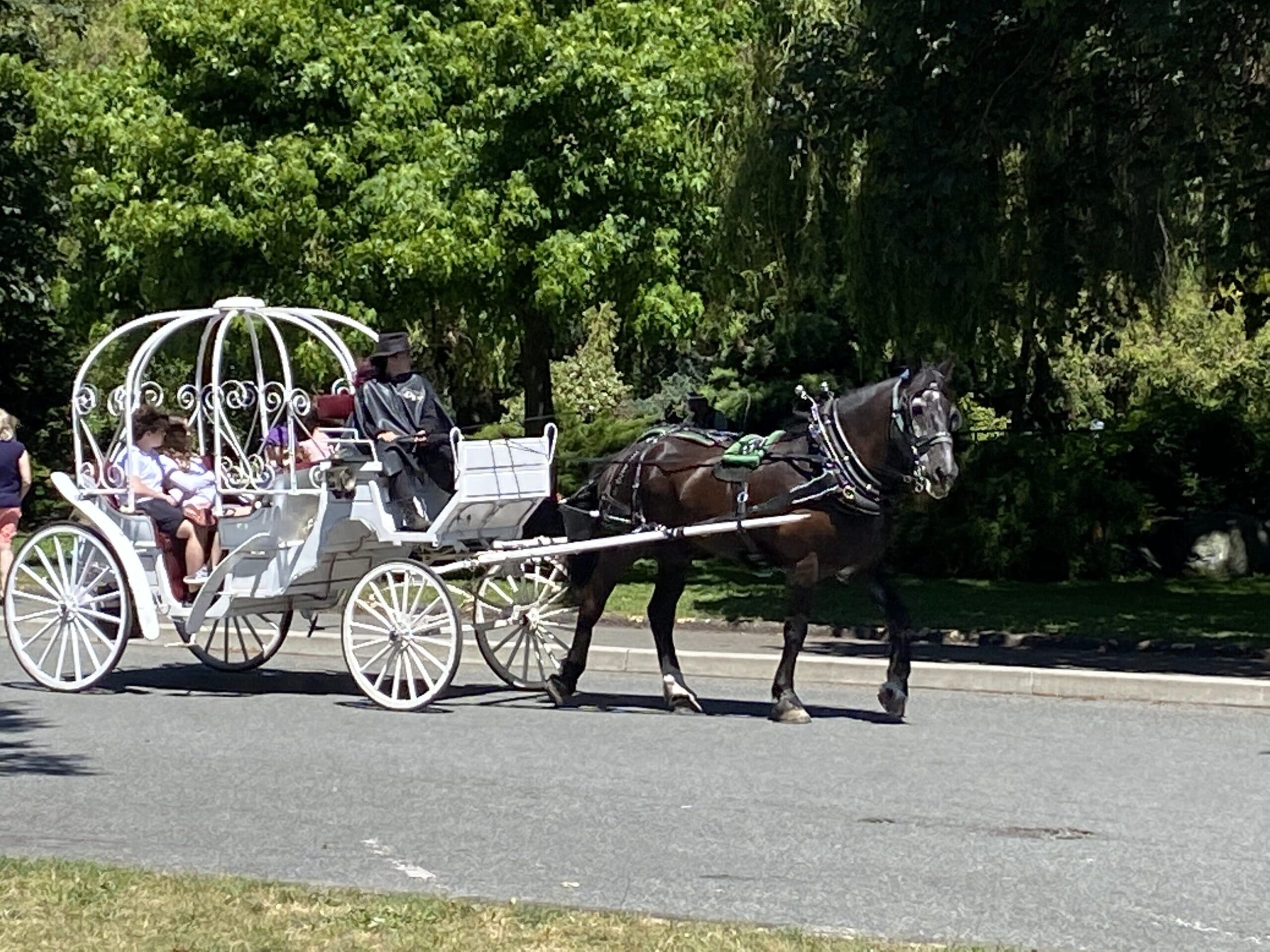 A horse and carriage ride is a favourite activity at Beacon Hill Park