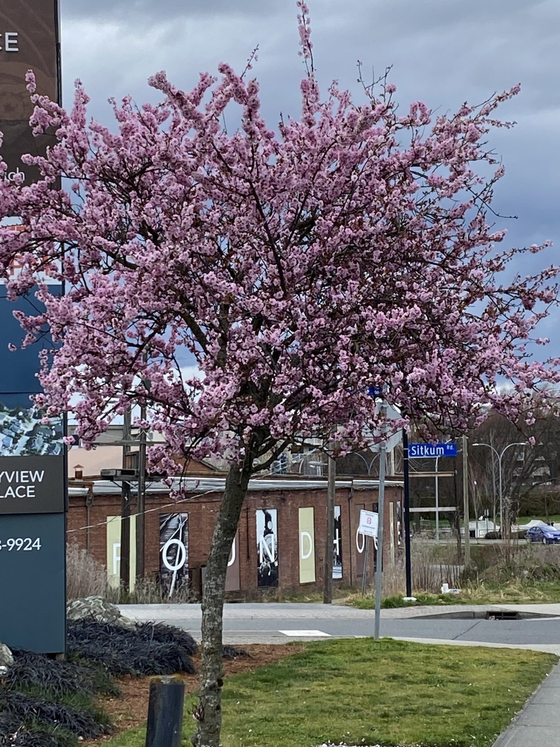 Blossoms during the spring time in Victoria BC are such a treat to see.